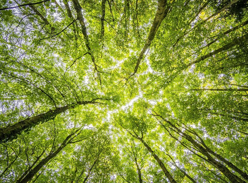 forest
